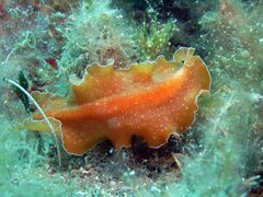 Yungia aurantiaca
