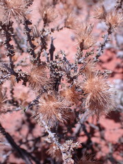 Pteronia erythrochaeta