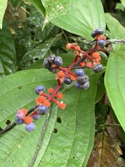 Miconieae