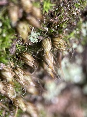 Diphyscium foliosum