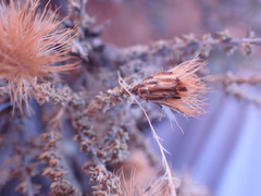 Pteronia erythrochaeta