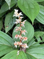 Miconieae