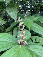 Miconieae