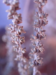 Pteronia erythrochaeta