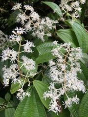 Miconieae