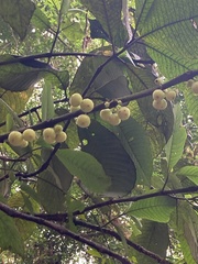 Actinidiaceae