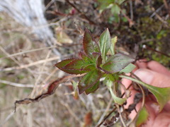Penstemon serrulatus