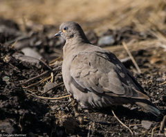 Metriopelia melanoptera