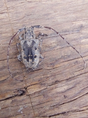 Mesosa curculionoides