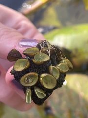 Salvinia cucullata