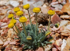 Erigeron aphanactis congestus