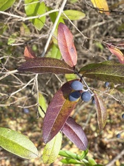 Ligustrum obtusifolium