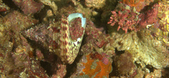 Calliostoma trotini