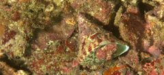Calliostoma trotini