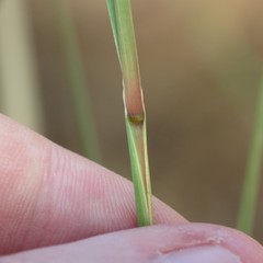 Blepharoneuron tricholepis