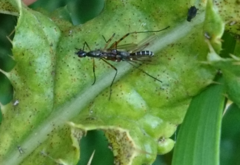 Micropeza corrigiolata