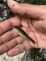 Characiformes