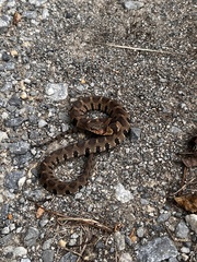 Nerodia sipedon pleuralis