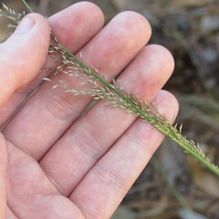 Blepharoneuron tricholepis