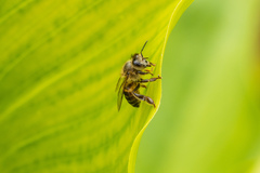 Apis mellifera capensis
