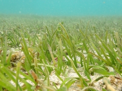 Thalassia