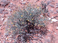 Pentzia incana