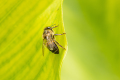 Apis mellifera capensis