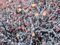 Pentzia incana