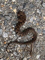 Nerodia sipedon pleuralis