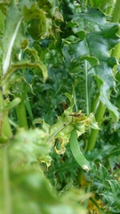Micropeza corrigiolata