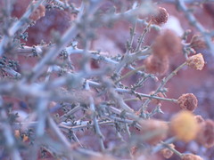 Pentzia incana