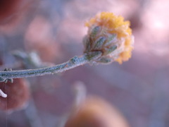 Pentzia incana