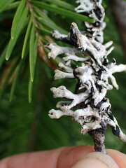 Hypogymnia tubulosa