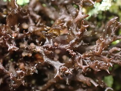 Scytinium palmatum