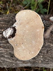 Trametes aesculi