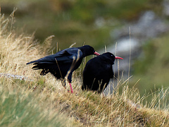 Pyrrhocorax pyrrhocorax erythroramphos
