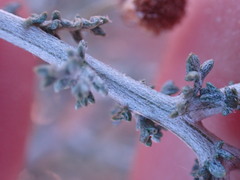 Pentzia incana