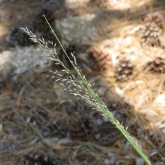 Blepharoneuron tricholepis