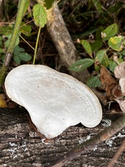 Trametes aesculi