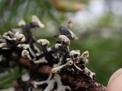 Hypogymnia tubulosa