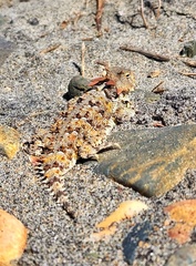 Phrynosoma blainvillii