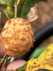 Striatoandricus aciculatus