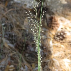 Blepharoneuron tricholepis