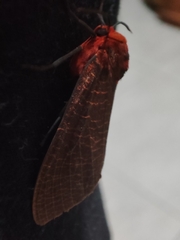 Phaegopterina