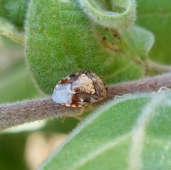 Menida