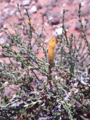 Pteronia mucronata