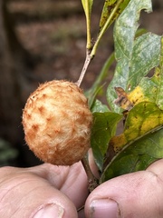 Striatoandricus aciculatus