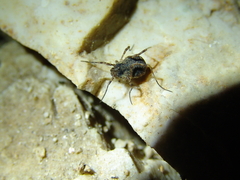 Lophopilio palpinalis