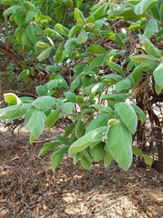 Menida