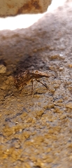 Meconemus